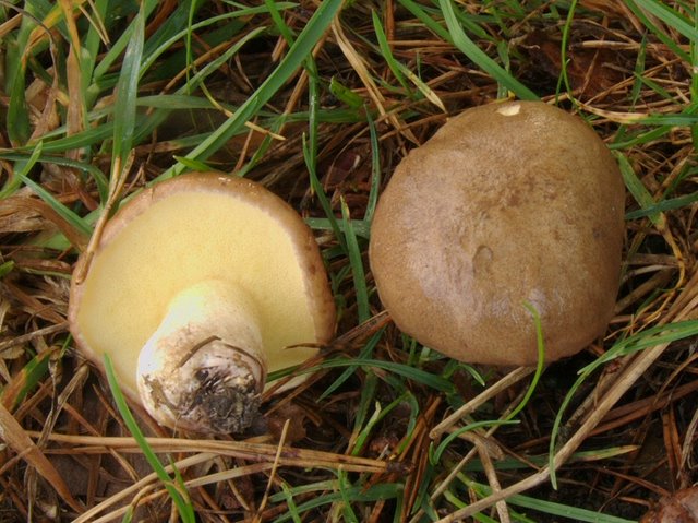 Suillus Collinitus 02